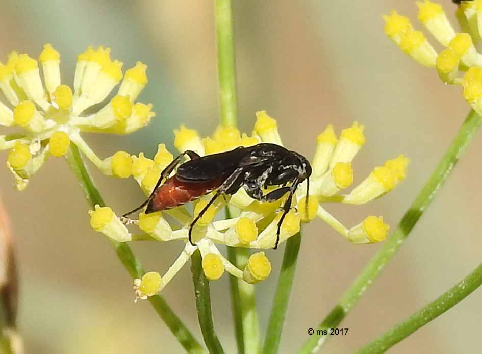 Pompilidae:  Aporus sp.